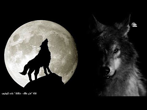 حقائق لا تعرفها عن الذئاب |  أسرار "الذئب" الأكثر دهاءً والأكثر وفاءً بين الحيوانات