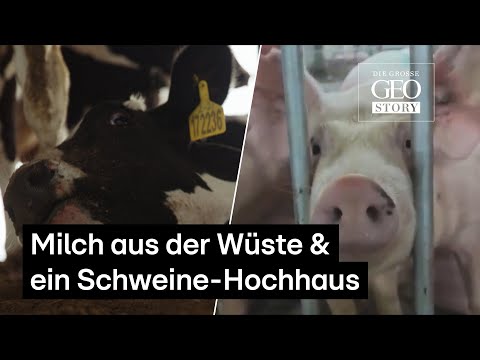 Ein Kuhstall mitten in der Wüste und ein Hochhaus nur für Schweine! 😳 | Die große GEO-Story
