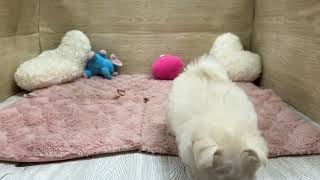 ハーフ犬の動画01