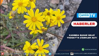 Kasımda Bahar Geldi: Yozgat’ta Çiçekler Açtı
