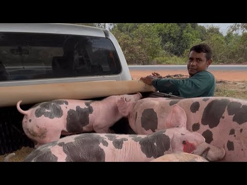 ACOMPANHE NOSSA ROTA SNL COM OS SUÍNOS NO ESTADO DO MARANHÃO 🚛