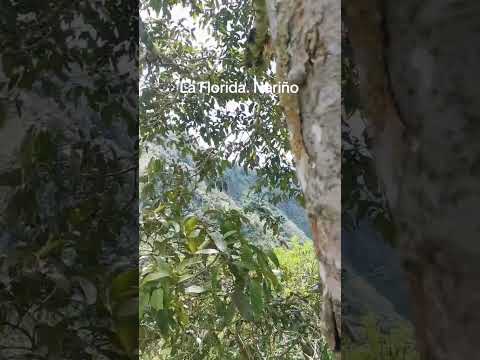 Florida nariño #colômbia #pastonariño #sandoná #consaca #vacaciones