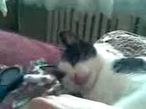 Przygody Laktancji §6 dracula