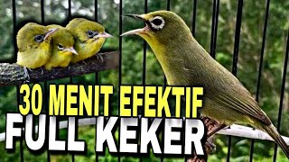 Download lagu Kecial keker full 30 menit, paling efektif untuk pikat kecial kuning @lombokkecialkuning mp3 Download lagu Kecial keker full 30 menit, paling efektif untuk pikat kecial kuning @lombokkecialkuning mp3