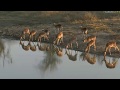 July 20 2017 Sunrise A Plethora Of Impala With Tayla