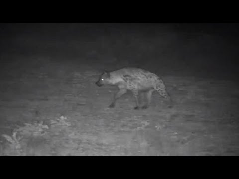 Djuma: Lone Hyena drinking - 23:09 - 08/27/20