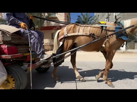 'Horse diapers' keep Gaza streets clean