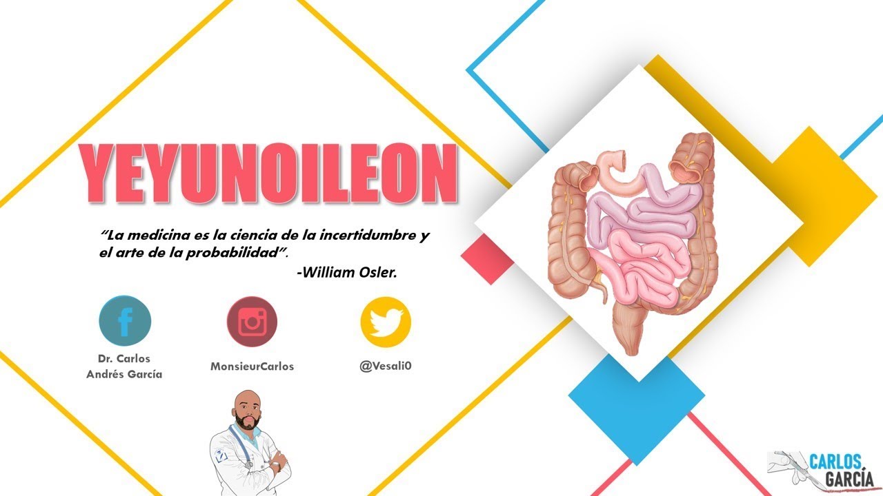 Anatomia - Yeyunoileon (Mesenterio, Configurción Interna y Externa, Vasos y Nervios)