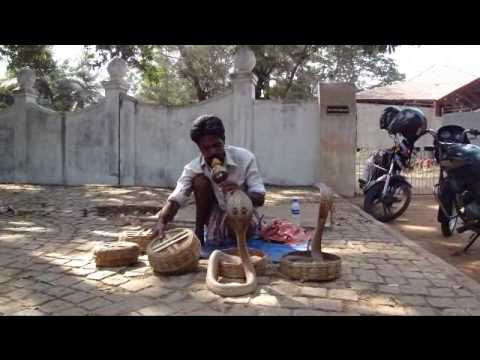 snake charmer with 4 cobras in Kochi (India)