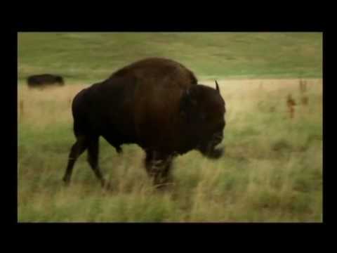 Tatanka - buffalo