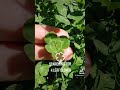 FINDING A 4 LEAF CLOVER #shorts #clover