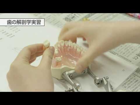 【日本歯科大学 生命歯学部】歯の解剖学実習