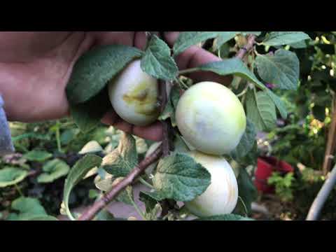 Peach 🍑 Fruit Tree