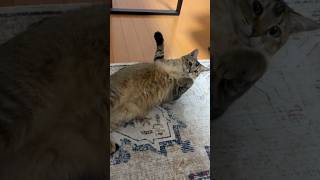 非常にあざとい猫 #shorts