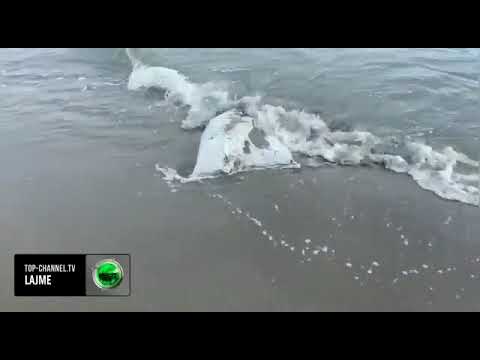 Top Channel/ Gjenden pula të ngordhura në Shëngjin, pushuesit zbulojnë thesin në det