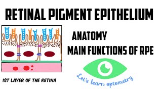 Anatomy of Retinal pigment epithelium RPE