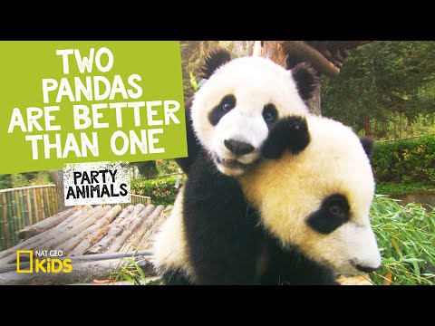 Two Panda Bears Are Better Than One (Music Video) 🐼🐼 | Party Animals