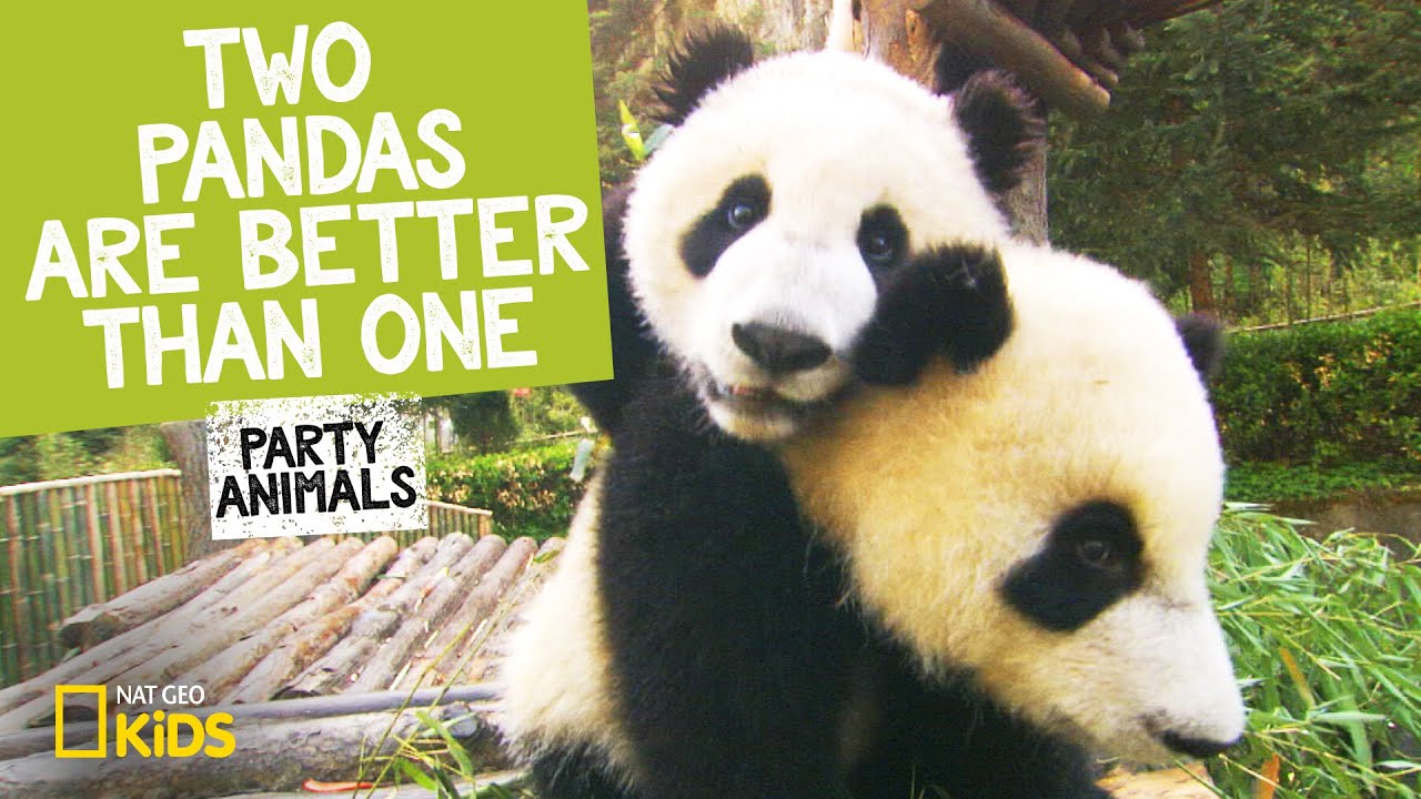 Two Panda Bears Are Better Than One (Music Video) 🐼🐼 | Party Animals