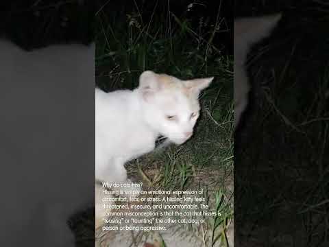 Why do cats hiss? (feat. a  hissing white feral kitten-snake hybrid that makes snake sound)
