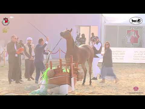 N 97 YASMINA AL MEYDAN   Al Dhafrah Arabian Horse Championship 2023   Fillies 2 Years Old Class 2A
