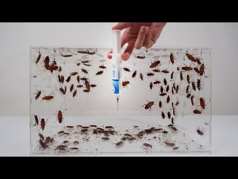 Testing Bayer Roach Bait! Horrifying Result!