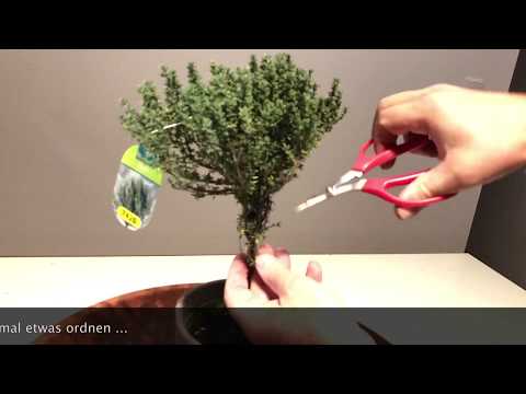 Bonsai Thyme becomes a very interesting little tree. How to prune, care and form this bonsaitree