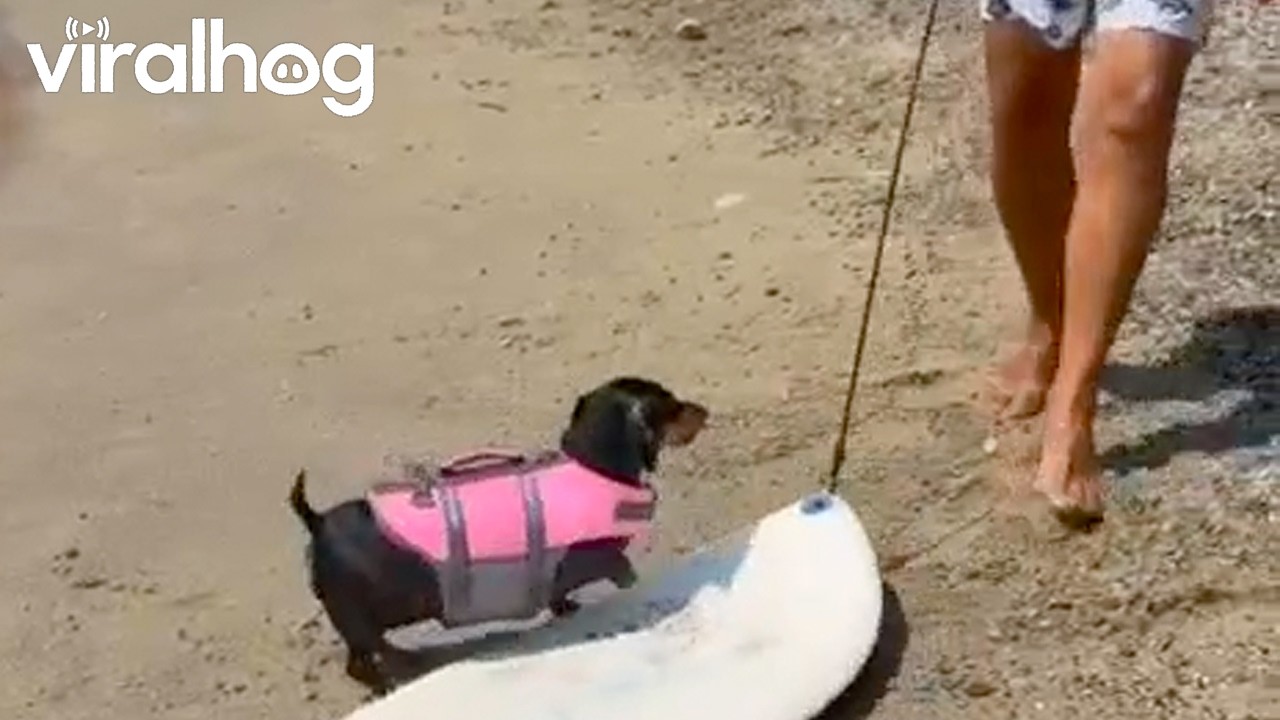 Dachshund Loves Spinning on Her Surfboard || ViralHog
