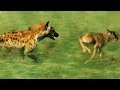 Hyena Vs Baby Wildebeest BBC Earth