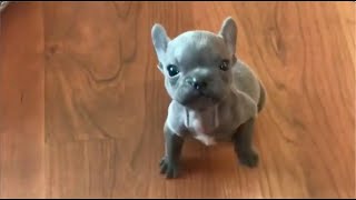 Tiny Frenchie complains that he doesn