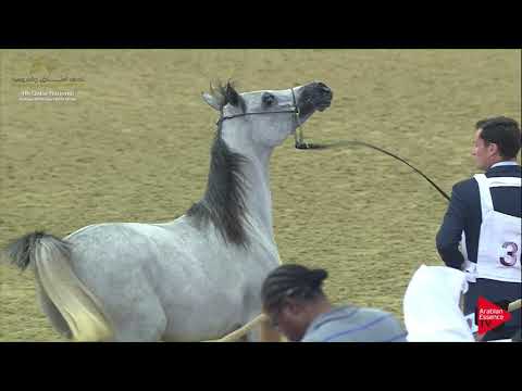 N.30 ZUWINA AL SHAHEEN - 2019 Qatar Nat. Peninsula show - Fillies 2 Years Old (Class 2A) .mp4