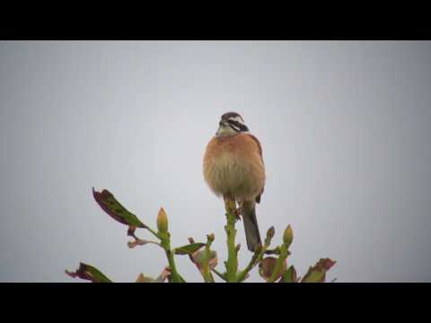 スピゼラ アルボレア