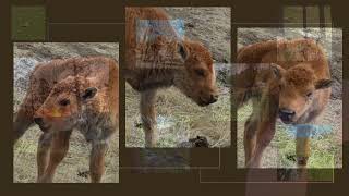 Custer SD Picture Video