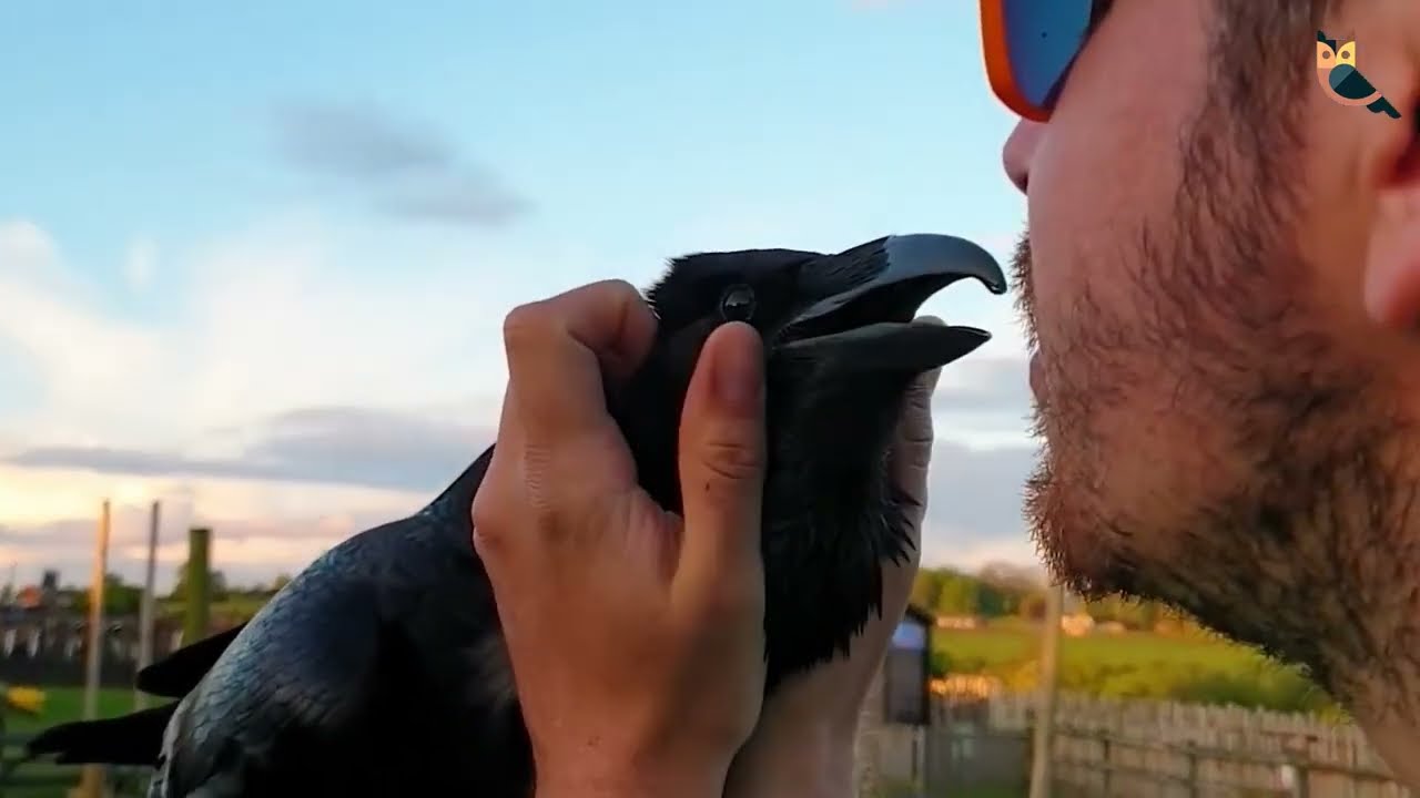 ?? CORVOS DE ESTIMAÇÃO ?? Uma mascote exótica e divertida