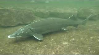 preview picture of video 'TSC Marlin: Tauchen im Naturagart Tauchpark Ibbenbüren'