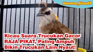 Download lagu Kicau Suara Trucukan Gacor RAJA PIKAT, Paling Ampuh Bikin Trucukan Lain Nyaut! mp3