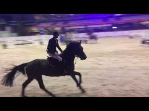 Diarado x Cassini 5 y. o. mare show jumper