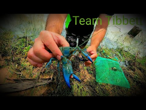 FRESHWATER ELECTRIC BLUE YABBY ( catch clean cook )
