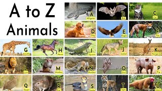 A to Z, Kids rhymes, collection for writing along dotted lines for toddler, Alphabet, ABC song, ABCD