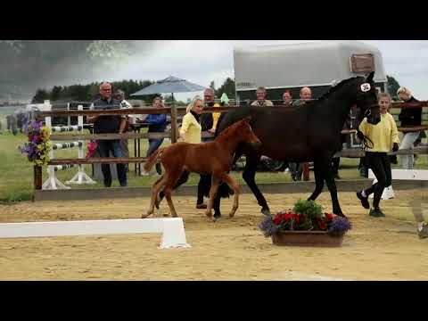 36. Stute, geb. 13.05.2022 – V: Vivaldos M: Lemmony’s Nicket – San Amour