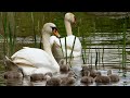 Swan Cygnets First Swim 4K Discover Wildlife Robert E Fuller