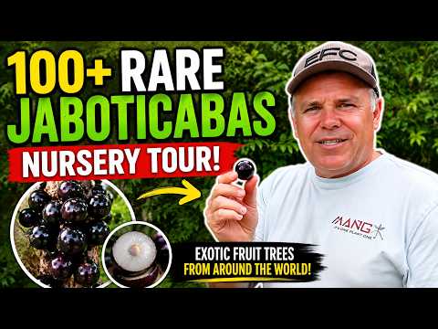 100+ Rare Jaboticaba Varieties in One Florida Nursery!
