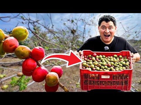YA HAY JOCOTES BARON ROJO en EL SALVADOR | San Lorenzo Ahuachapan