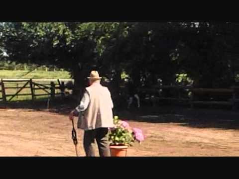 Stutfohlen v. Connor X Cascavelle X Conte; ad. Keni 2011