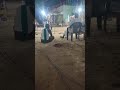 Namma Ooru Karakattam
