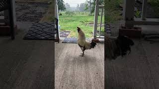 Download lagu Ayam jantan memanggil anak-anak ayam. #ayam #kehidupanpetani #anakayam mp3