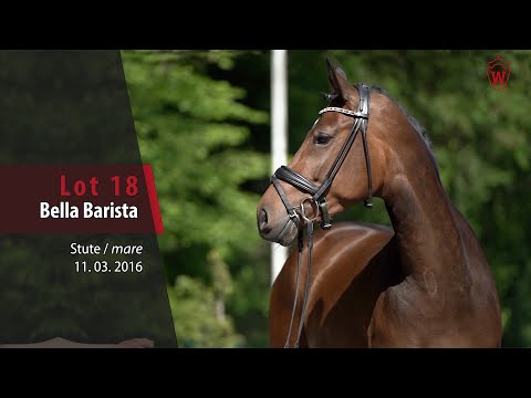 18 Bella Barista Stute v. Baccardi - Ehrentanz I