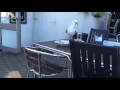The Seagulls Stealing Food