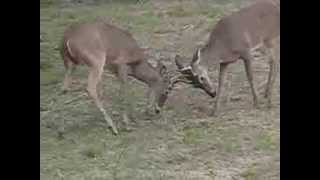 Uranium Savages--Dance With Me