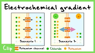 Nernst Equation And The Electrochemical Gradient Explained