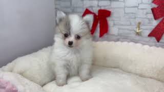 ハーフ犬の動画01